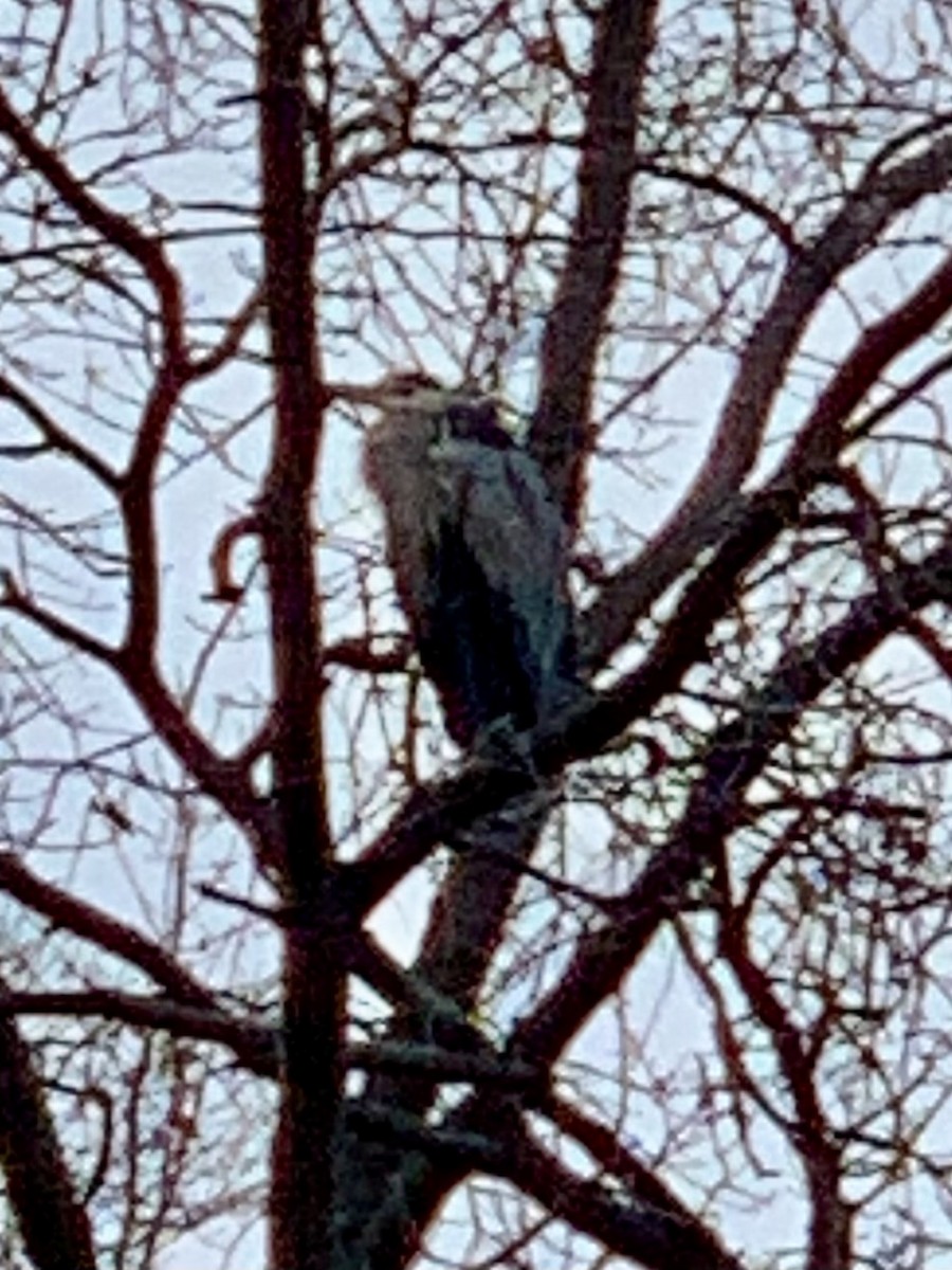 Great Blue Heron - ML645709831