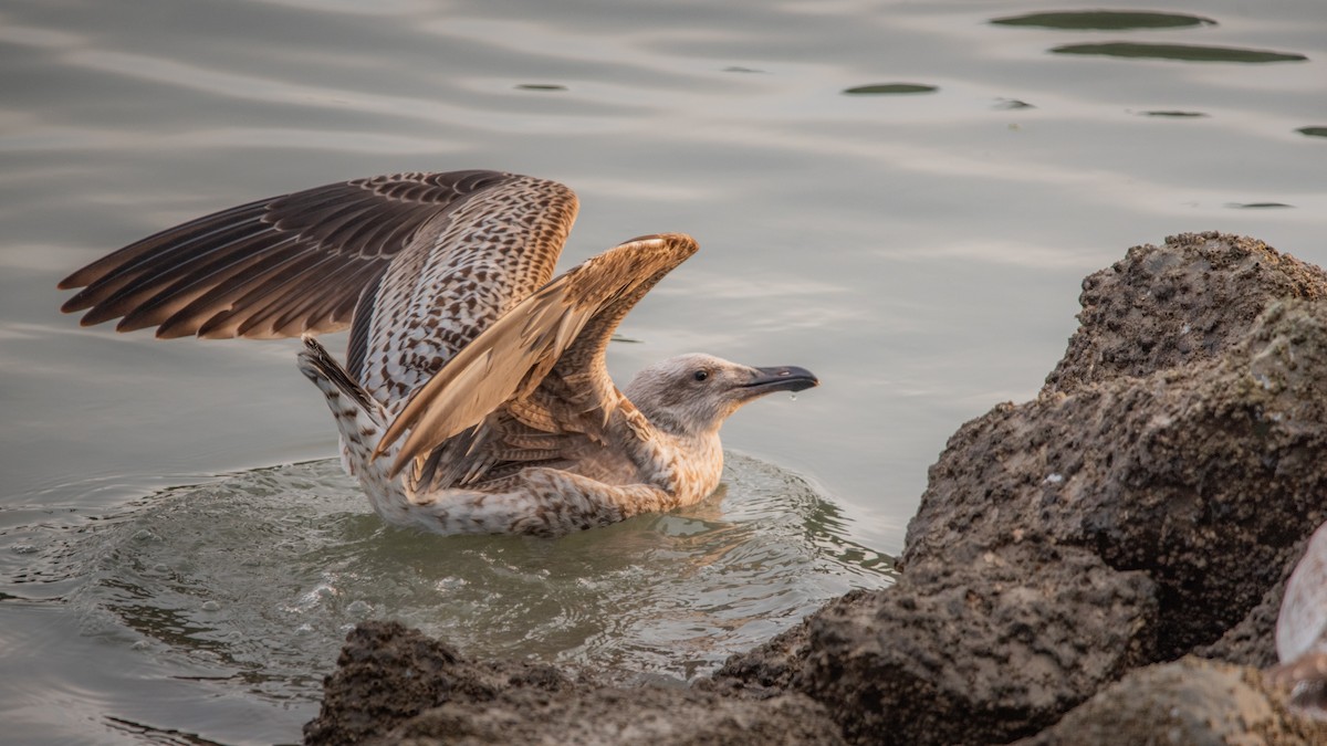 שחף ימי - ML645709832