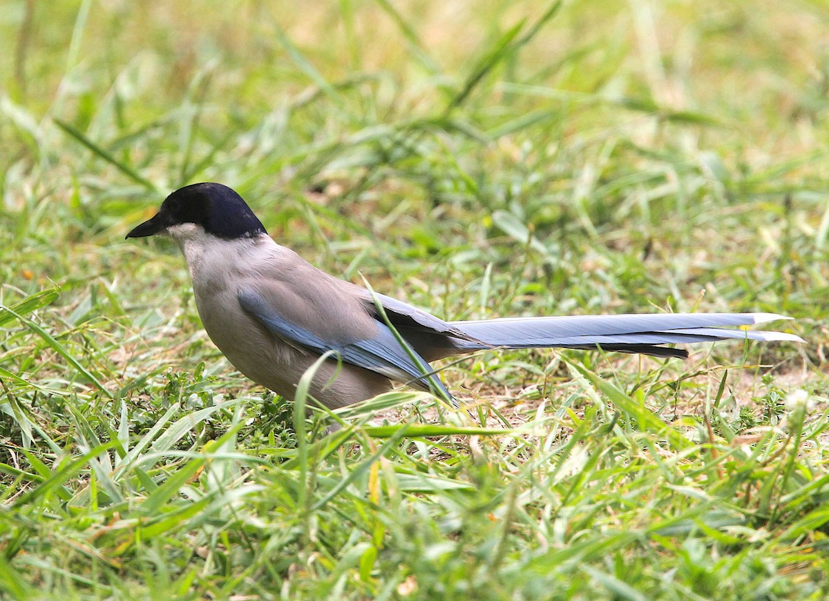 Azure-winged Magpie - ML645709834