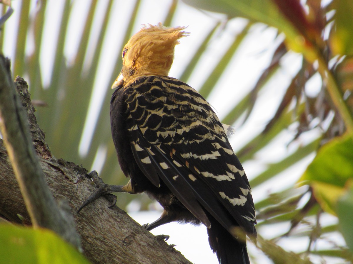 Blond-crested Woodpecker - ML645709845