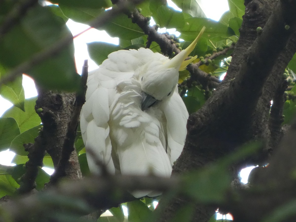 Yellow-crested Cockatoo - ML645709849