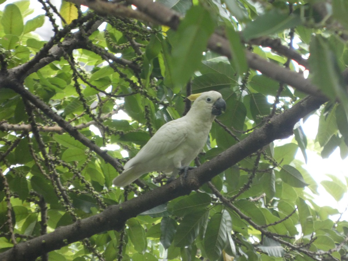 Yellow-crested Cockatoo - ML645709850