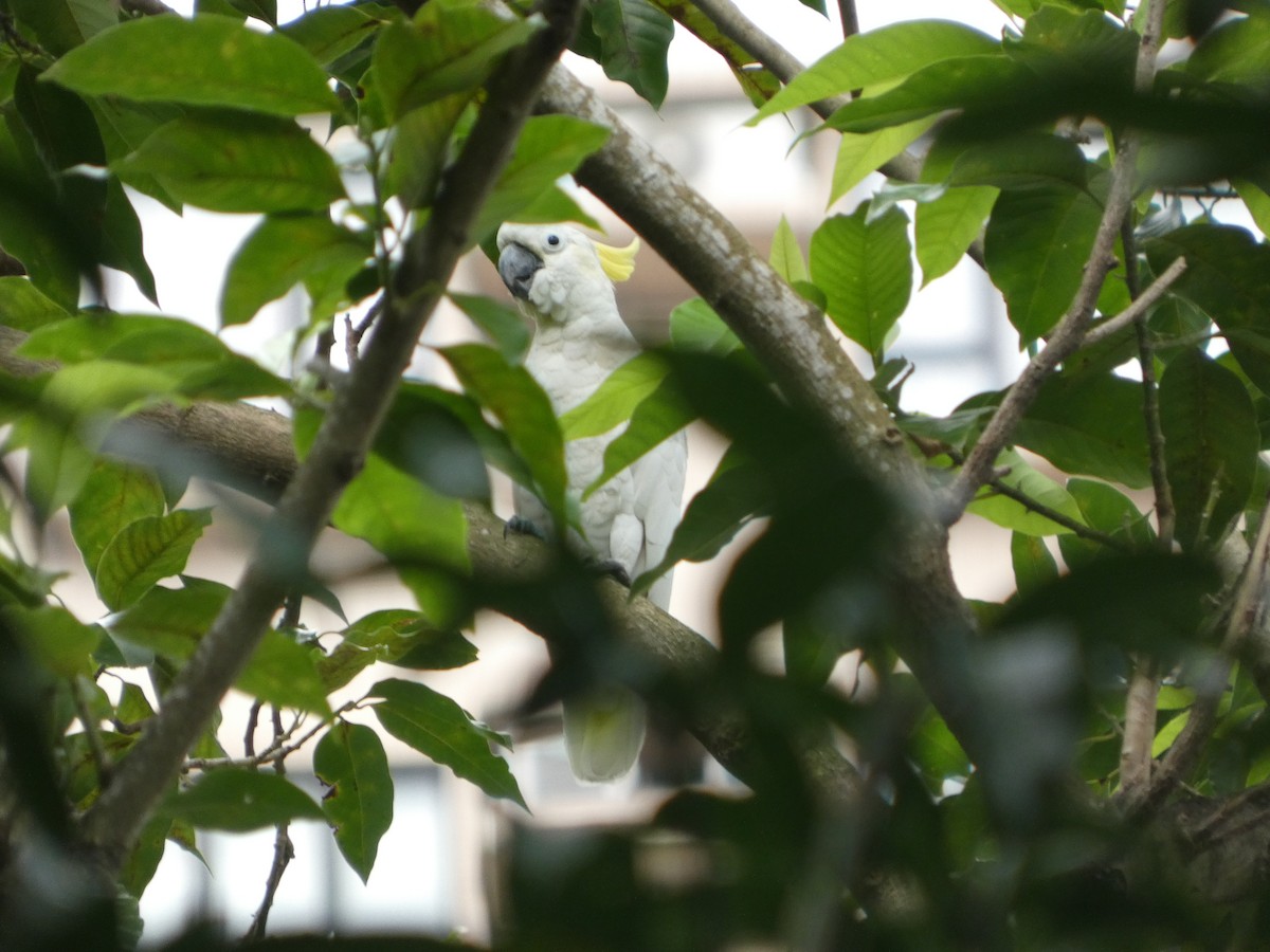 Yellow-crested Cockatoo - ML645709851