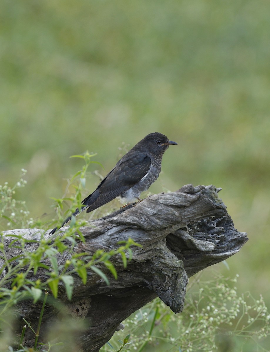 Cuco Pechigrís - ML645709858