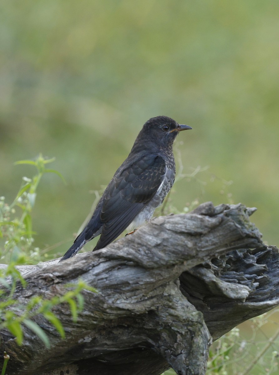 Cuco Pechigrís - ML645709859