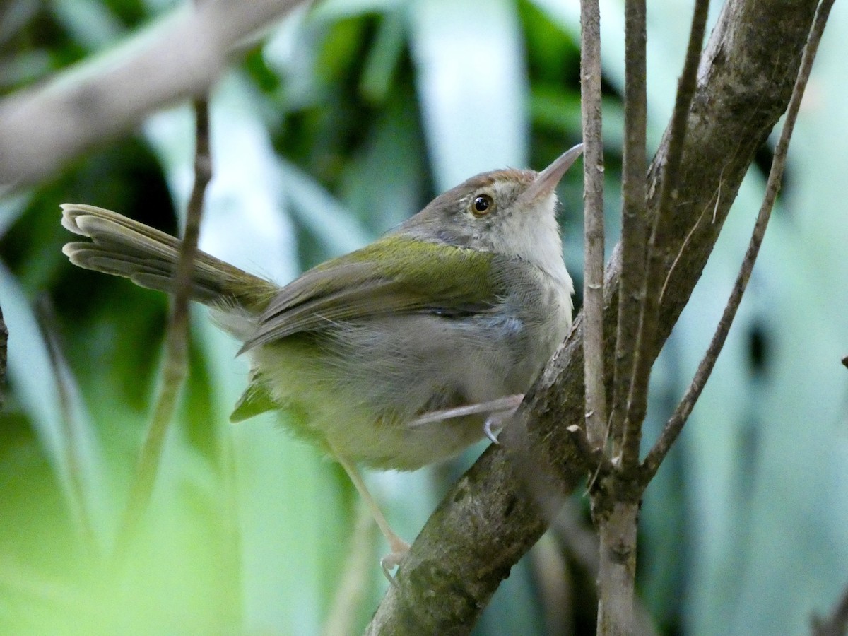 langstjertskredderfugl - ML645709860