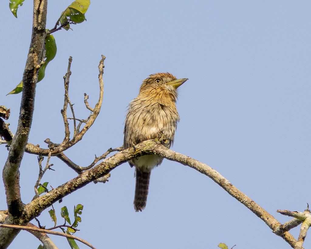 Лінивка-смугохвіст білогорла (підвид striolatus) - ML645709861