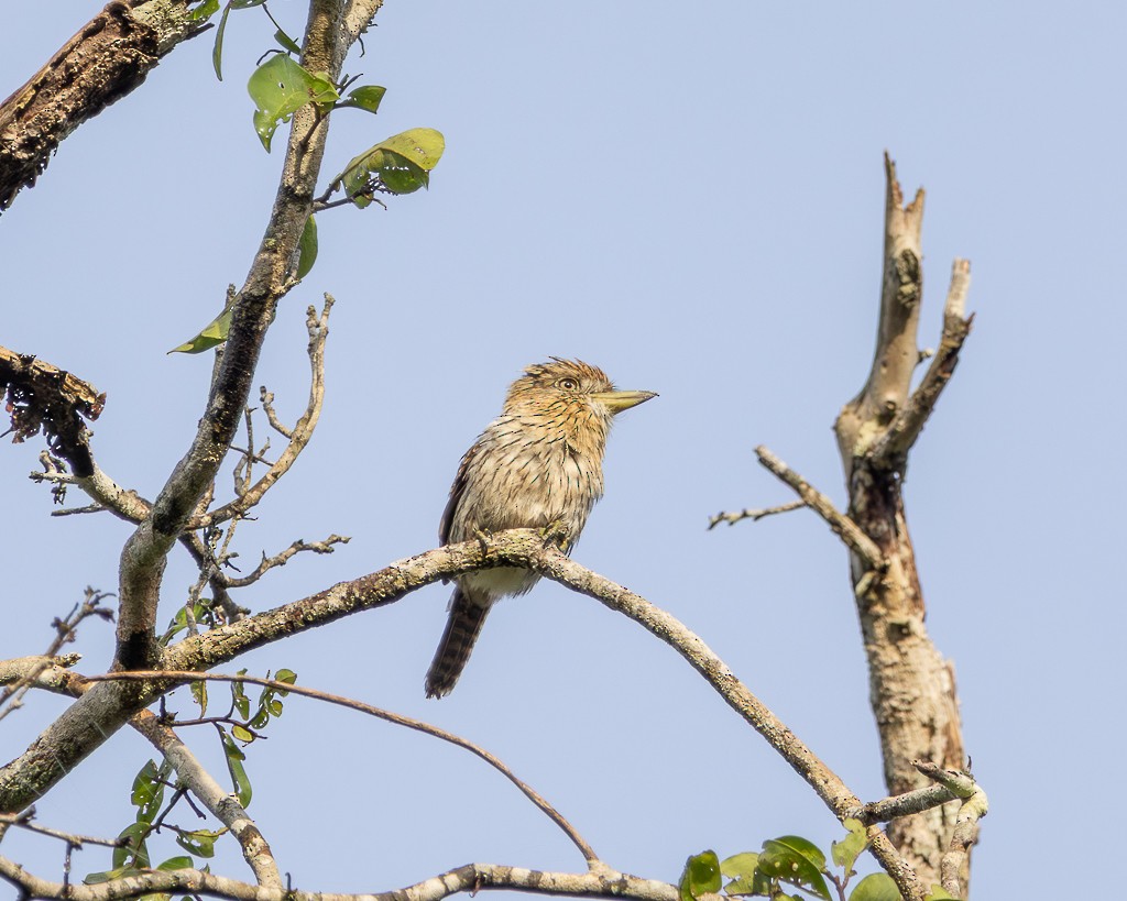 Лінивка-смугохвіст білогорла (підвид striolatus) - ML645709862