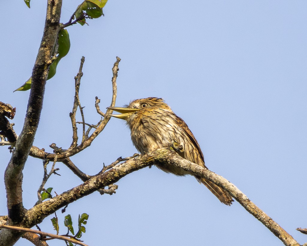 Лінивка-смугохвіст білогорла (підвид striolatus) - ML645709863