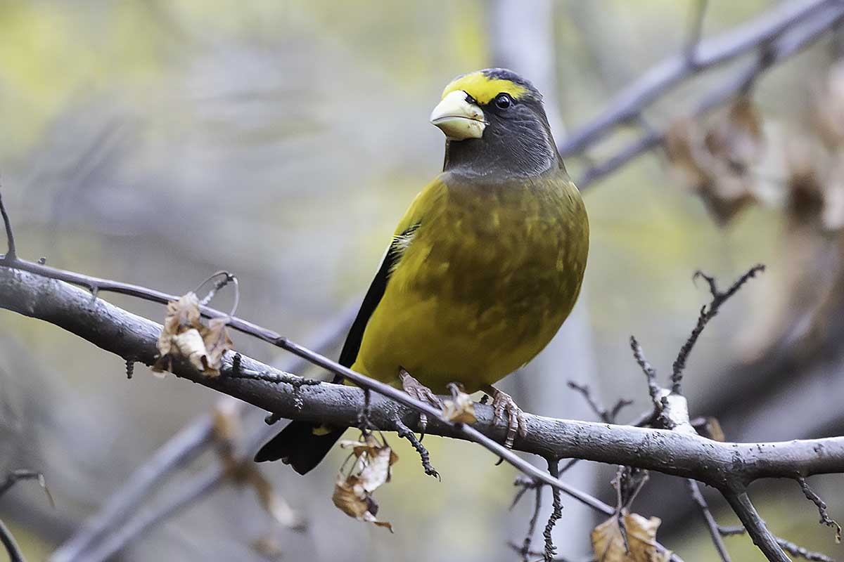 Evening Grosbeak - ML645709864