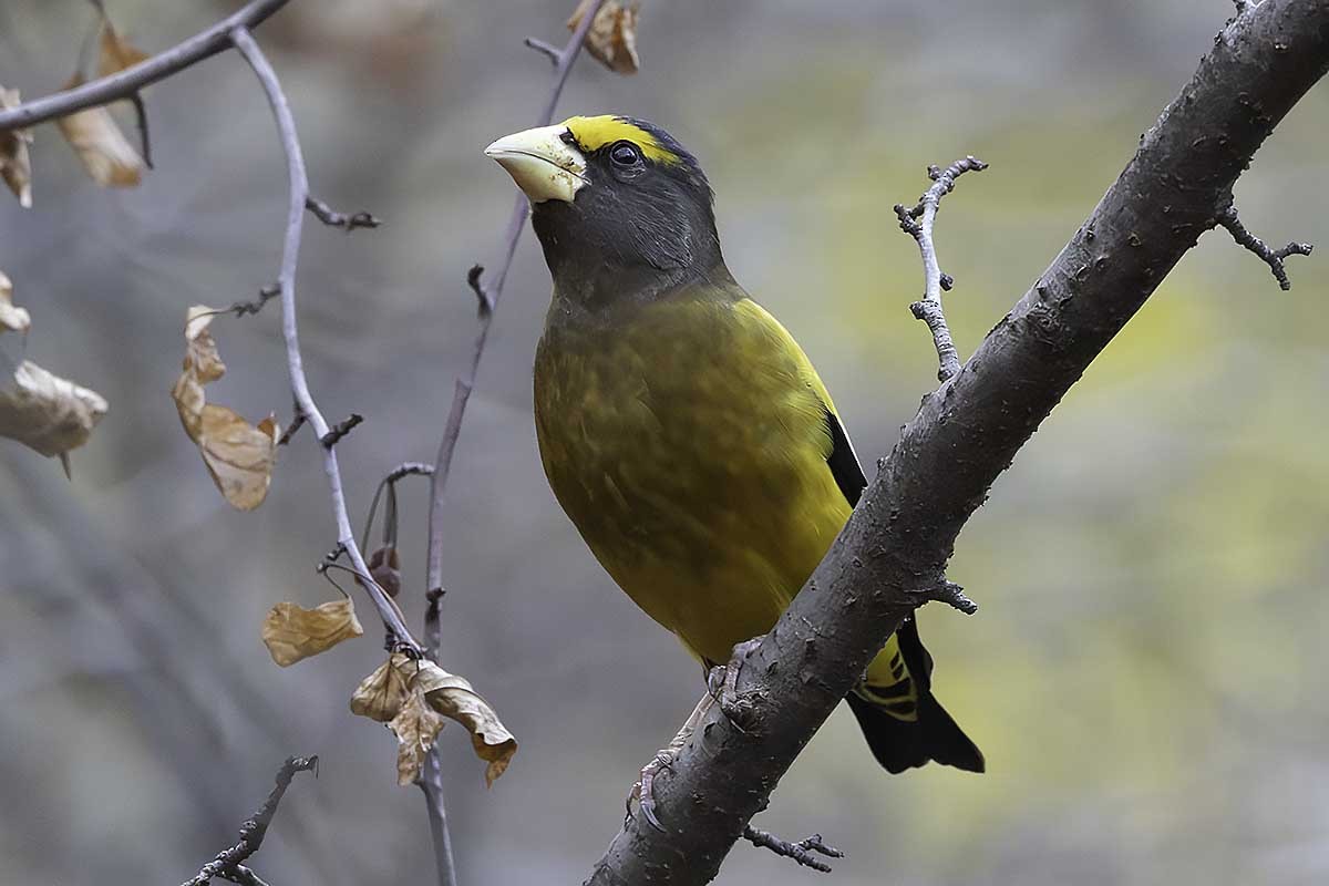 Evening Grosbeak - ML645709865