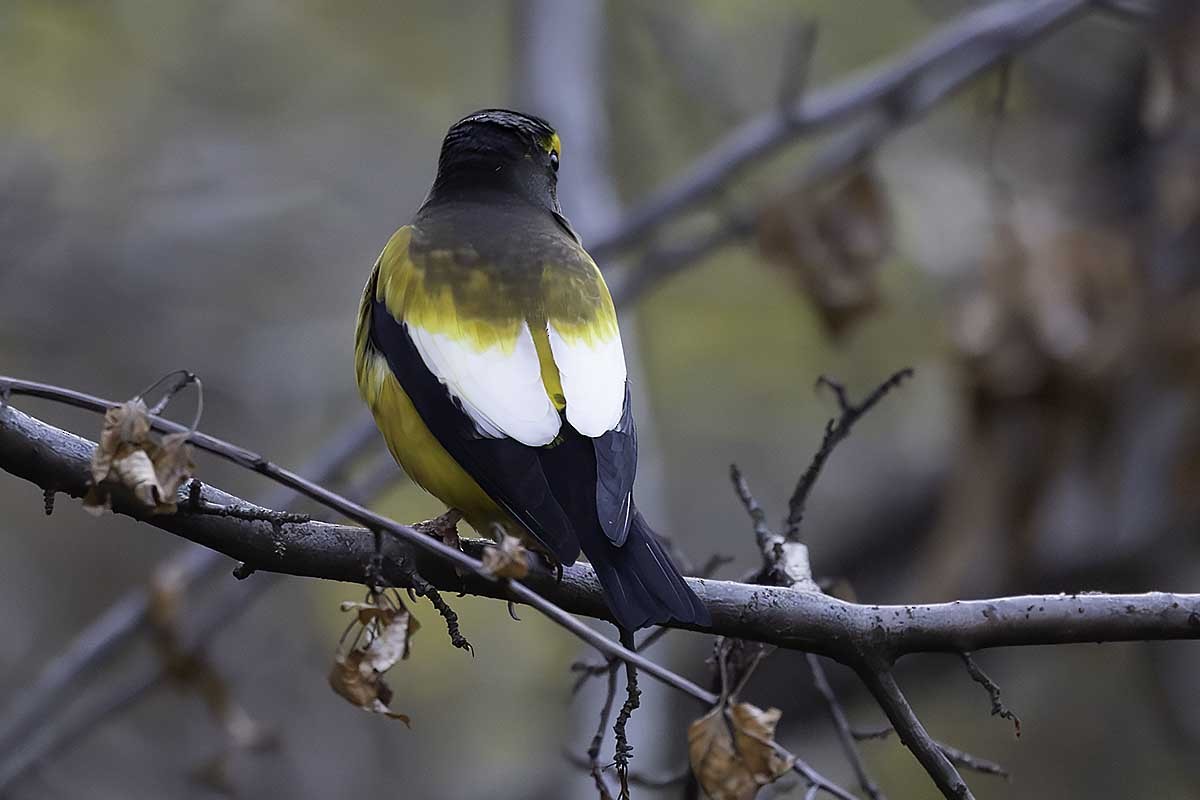 Evening Grosbeak - ML645709866