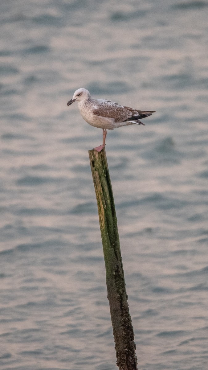 שחף כוזרי - ML645709868