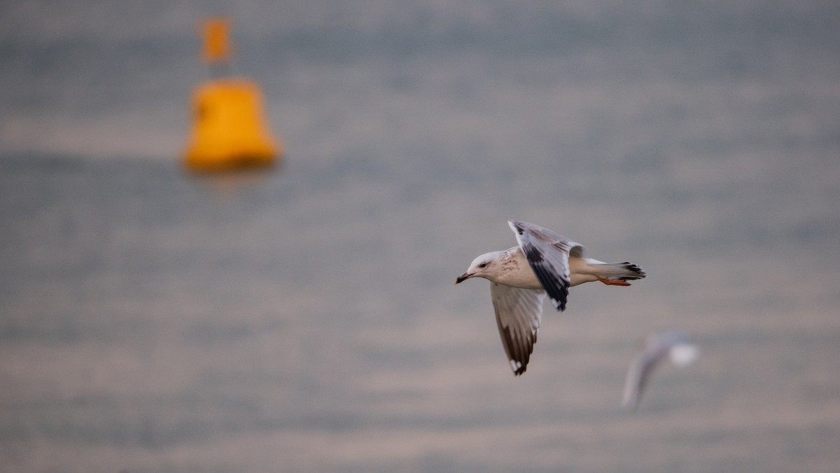 שחף כוזרי - ML645709869