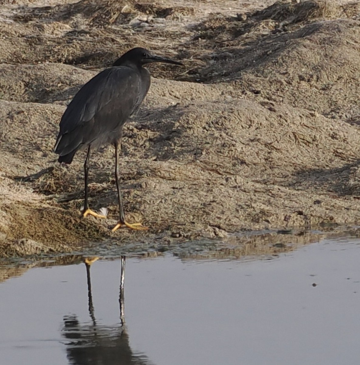 Black Heron - ML645709870