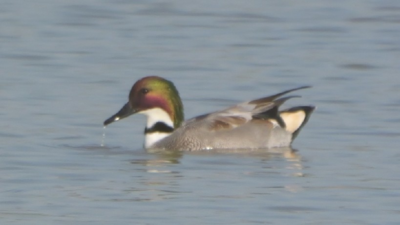 Falcated Duck - ML645709871