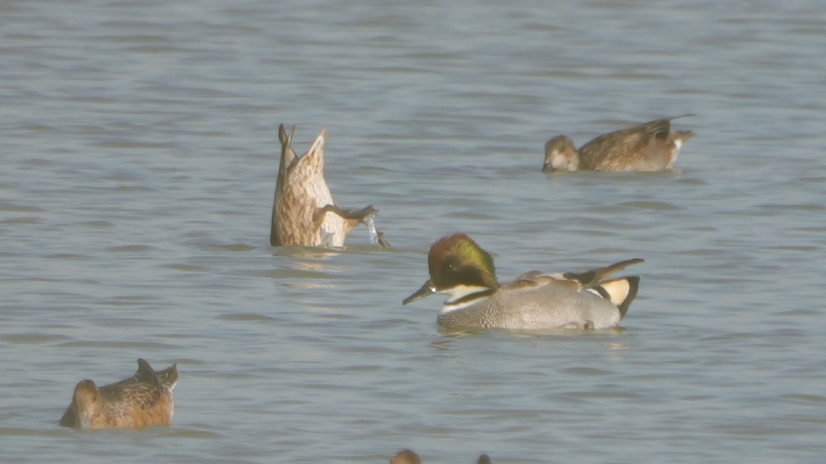 Falcated Duck - ML645709873