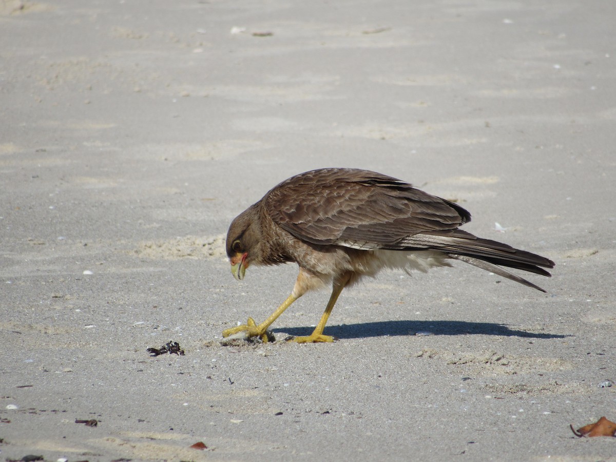 Chimango Caracara - ML645709885