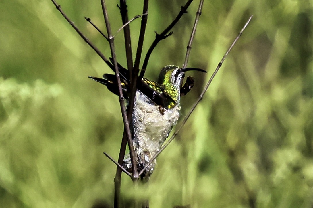 White-tailed Goldenthroat - ML645709886