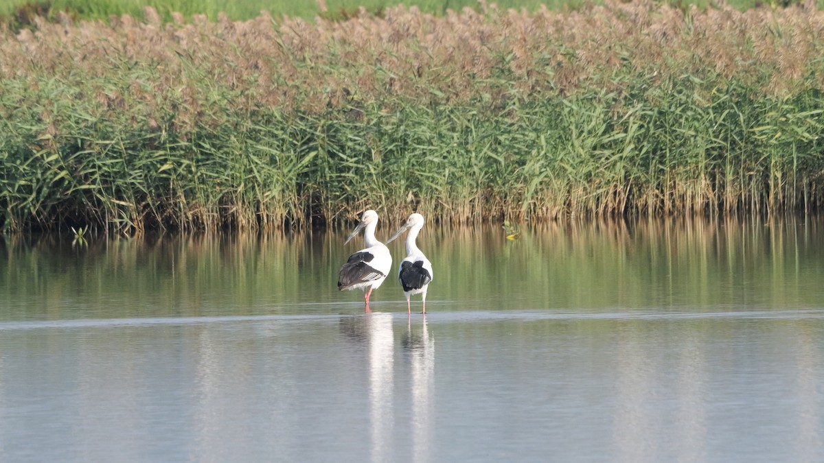 svartnebbstork - ML645709888