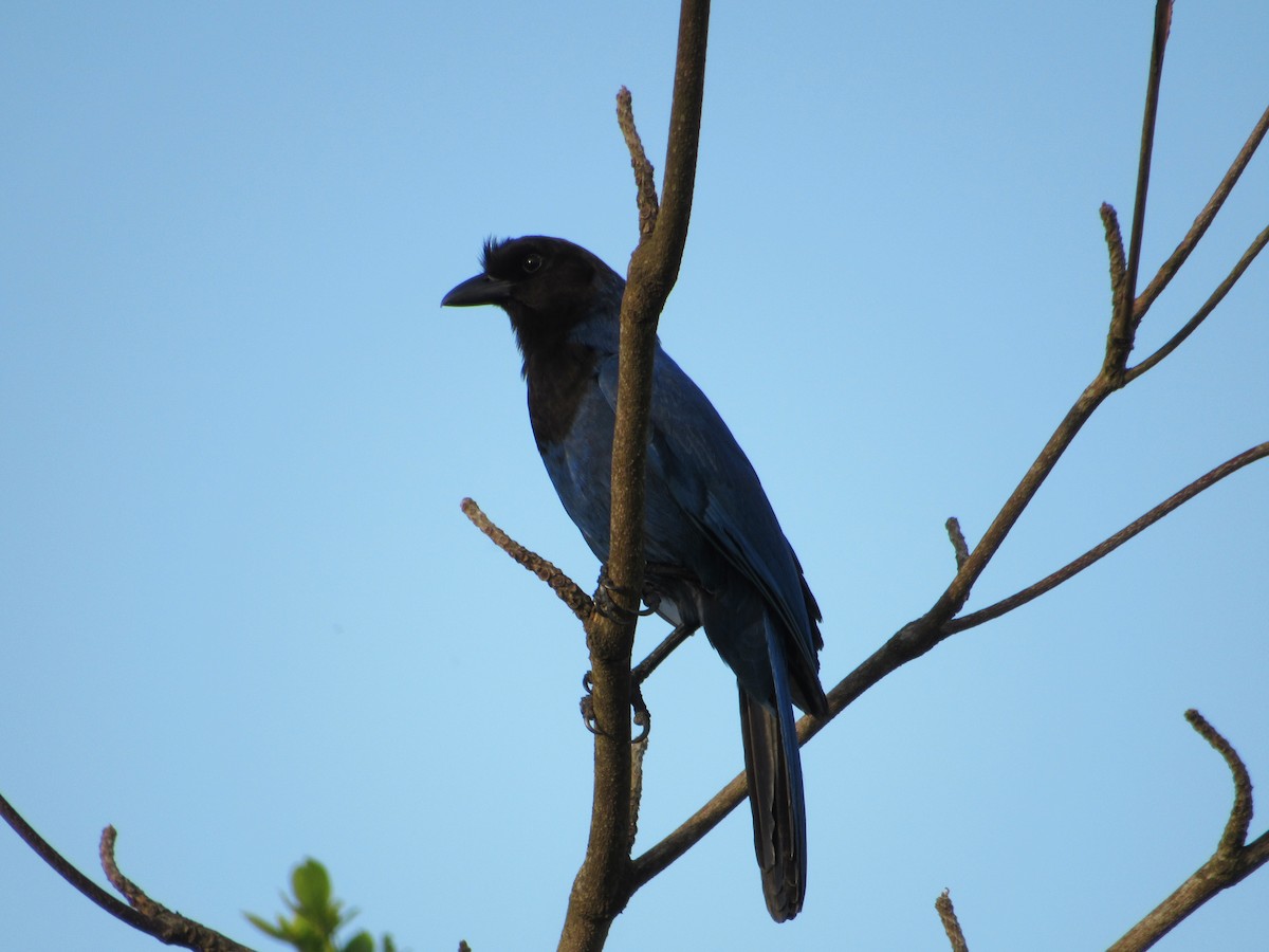 Azure Jay - ML645709894