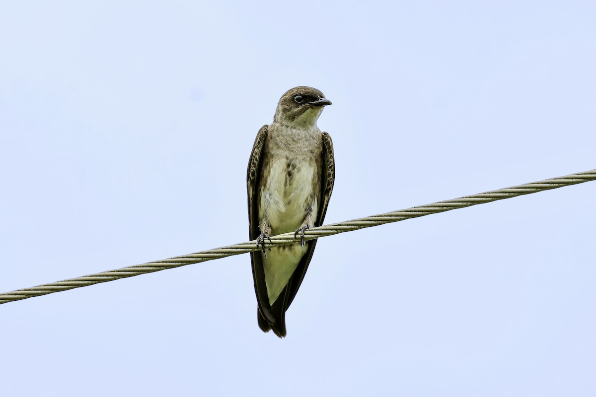 Brown-chested Martin - ML645709897