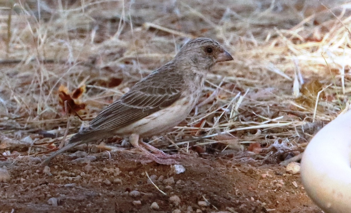 White-rumped Seedeater - ML645709898