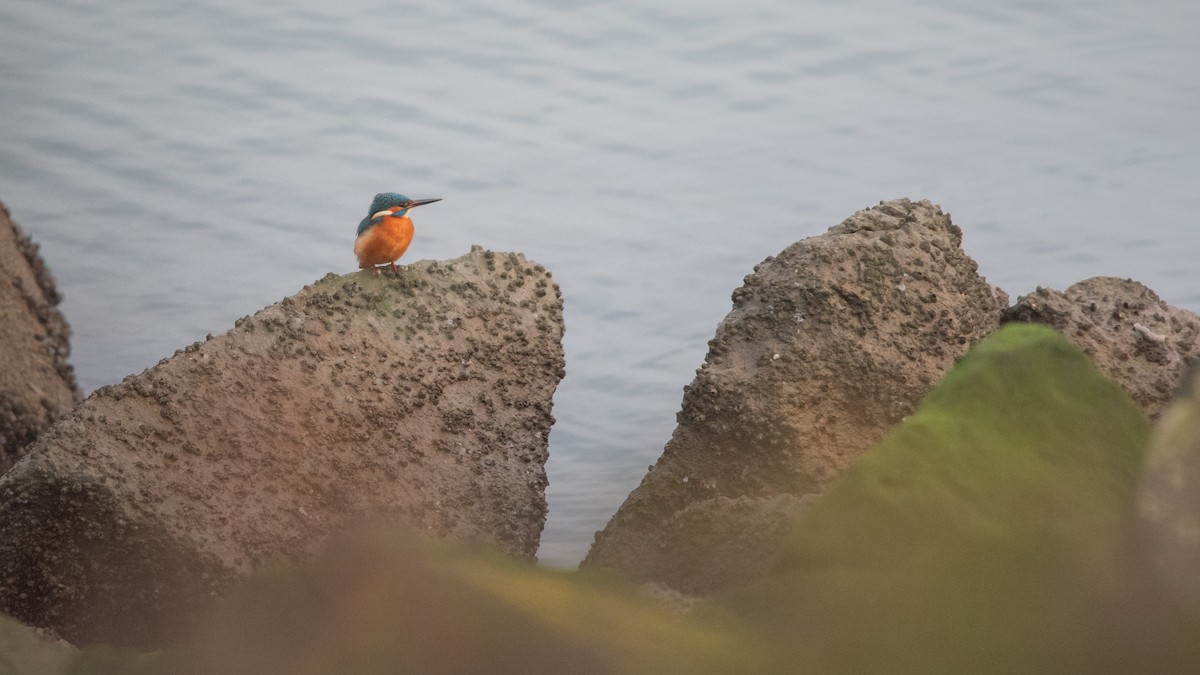 שלדג גמדי - ML645709900