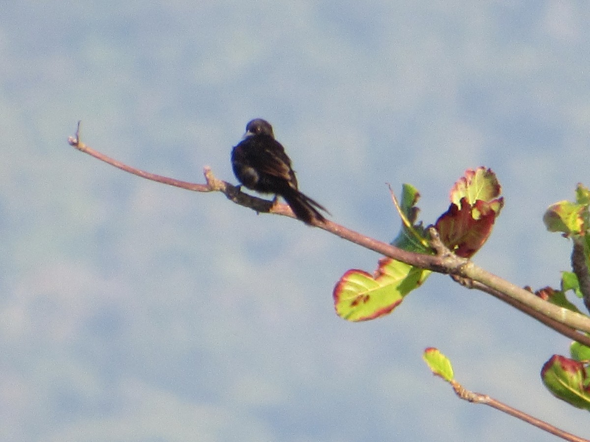 Variable Oriole - ML645709910