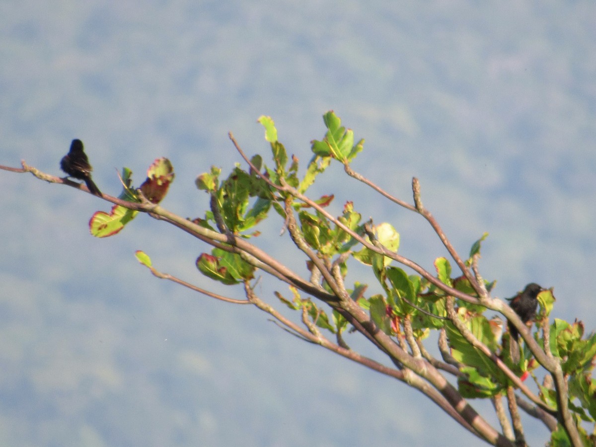 Variable Oriole - ML645709911