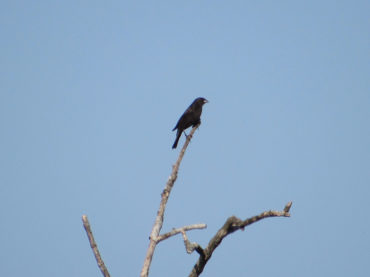 Shiny Cowbird - ML645709926