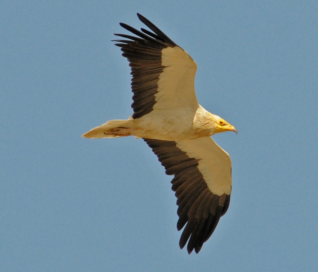 エジプトハゲワシ - ML645709938