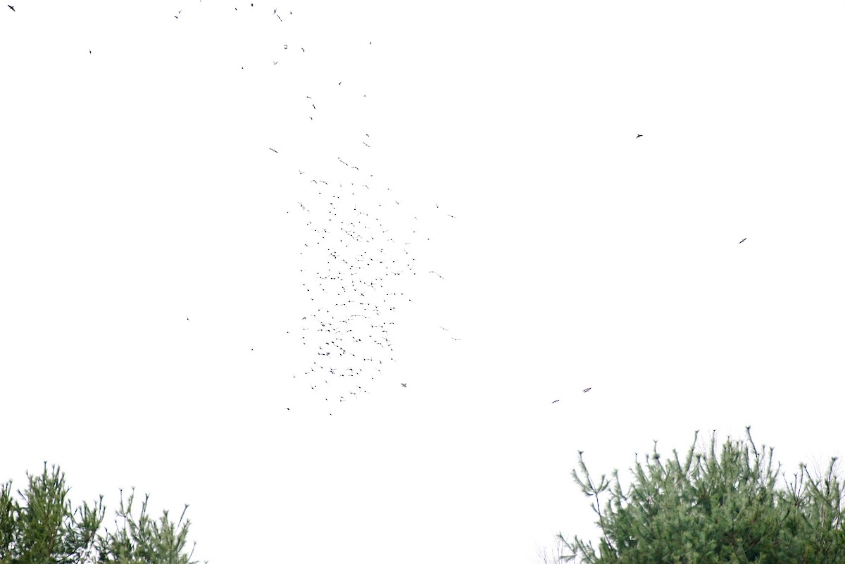 Storno - ML645709947