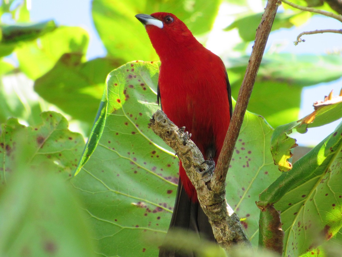 Brazilian Tanager - ML645709949