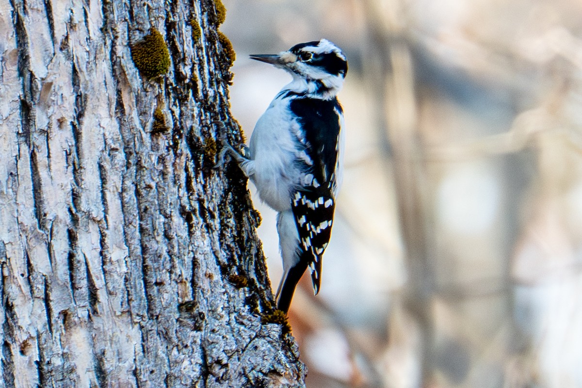 Hairy Woodpecker - ML645709952