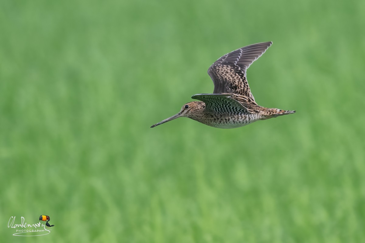 ハリオシギ - ML645709955