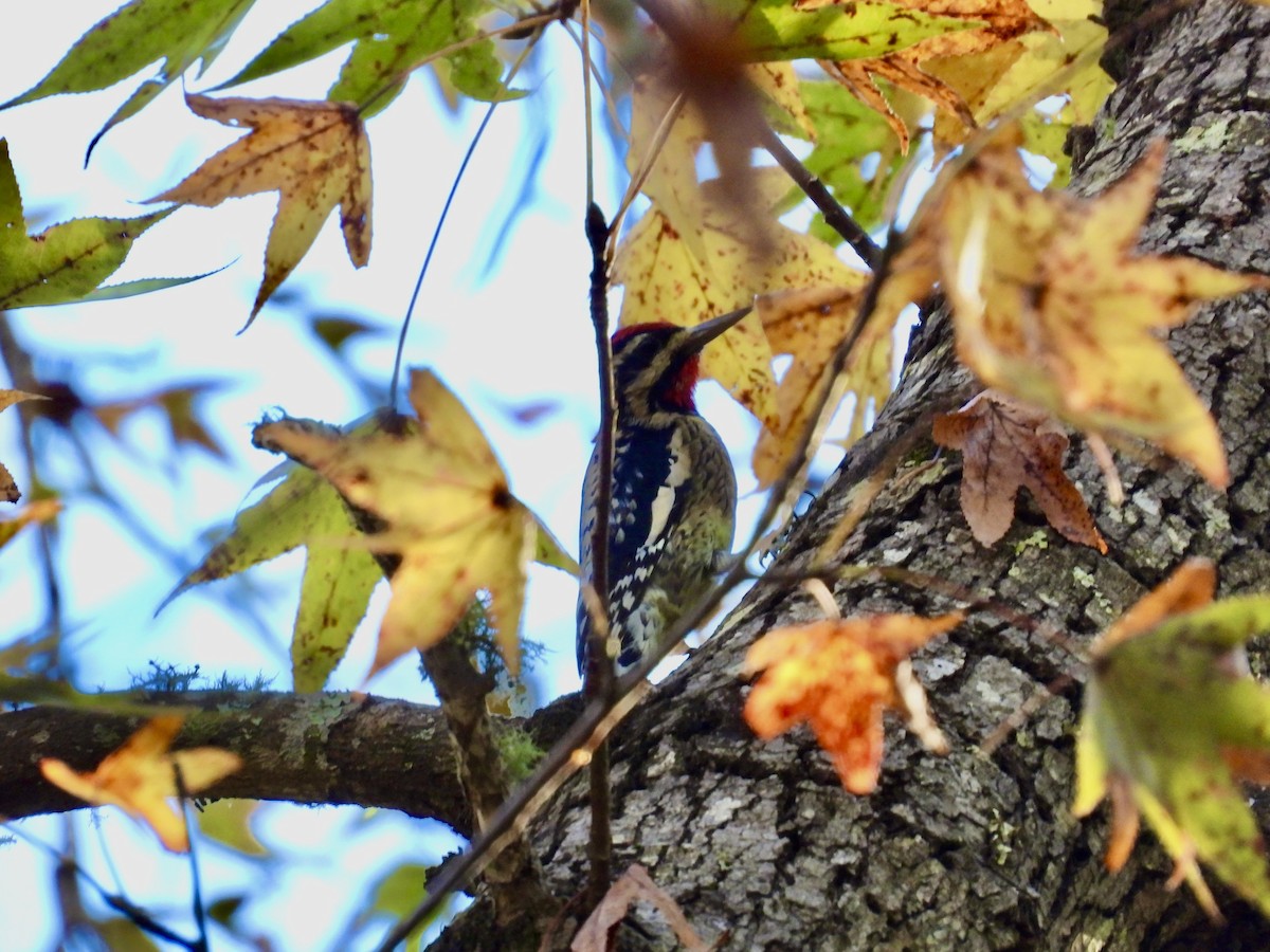 Yellow-bellied Sapsucker - ML645709959