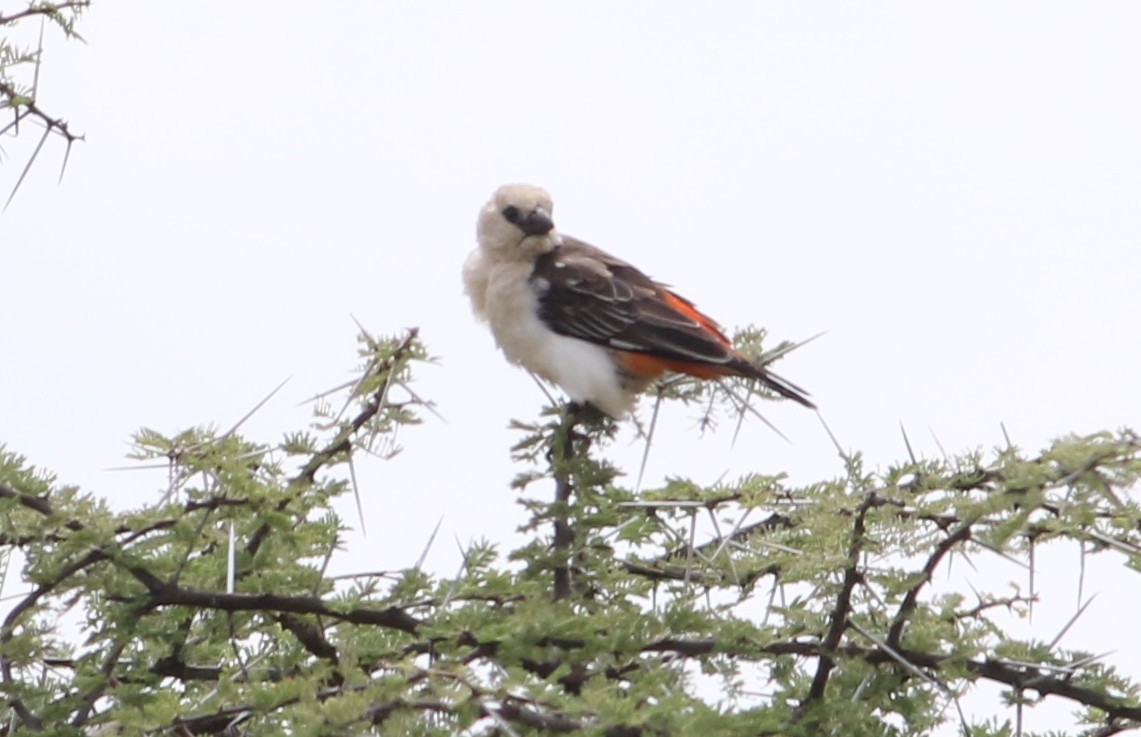 White-headed Buffalo-Weaver - ML645709966