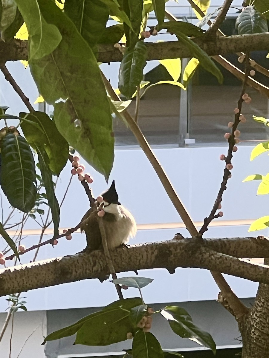 Red-whiskered Bulbul - ML645709969