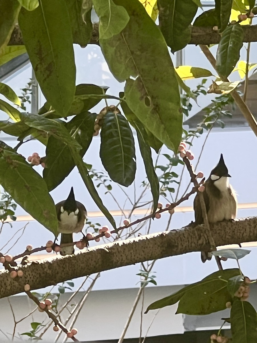 Red-whiskered Bulbul - ML645709971