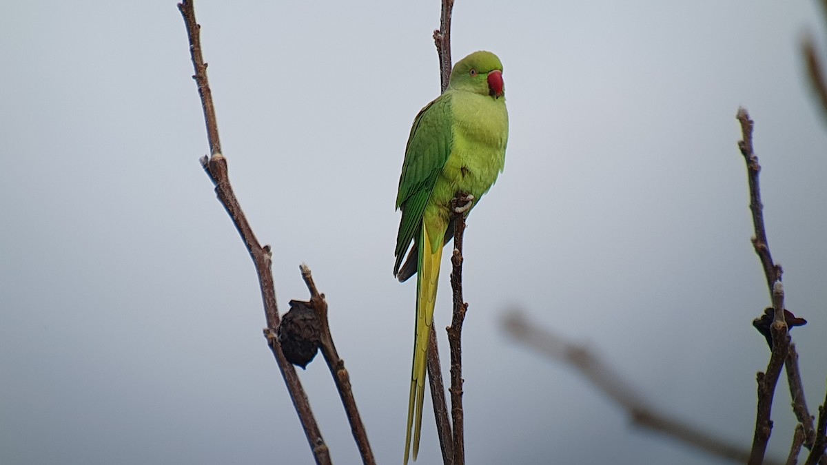 alexandr malý - ML645709972