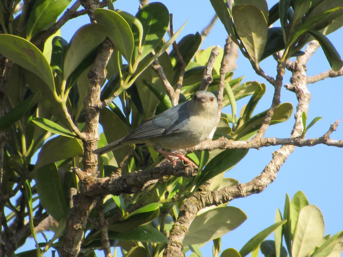 Bicolored Conebill - ML645709974