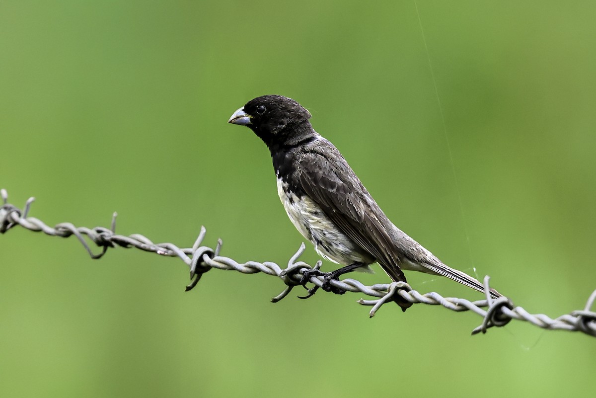 Dubois's Seedeater - ML645709977
