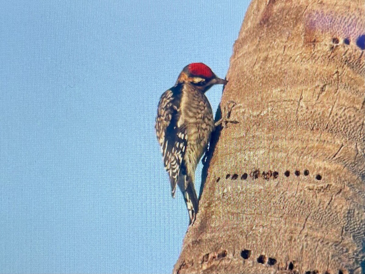 Yellow-bellied Sapsucker - ML645709982
