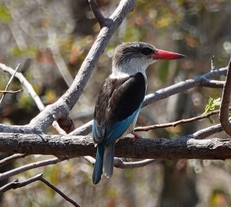 Brown-hooded Kingfisher - ML645709984