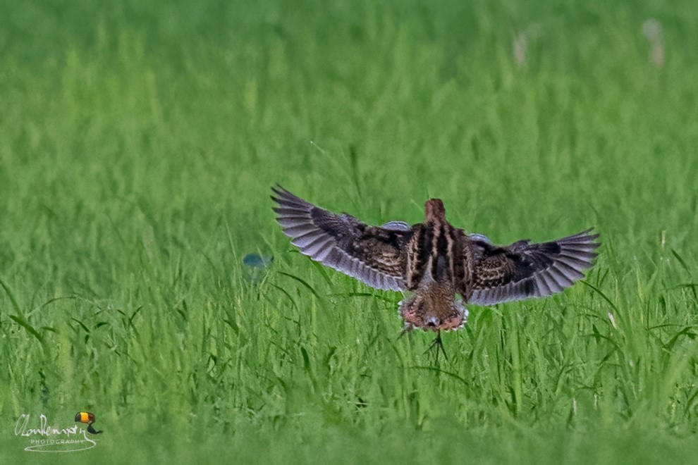 ハリオシギ - ML645709988