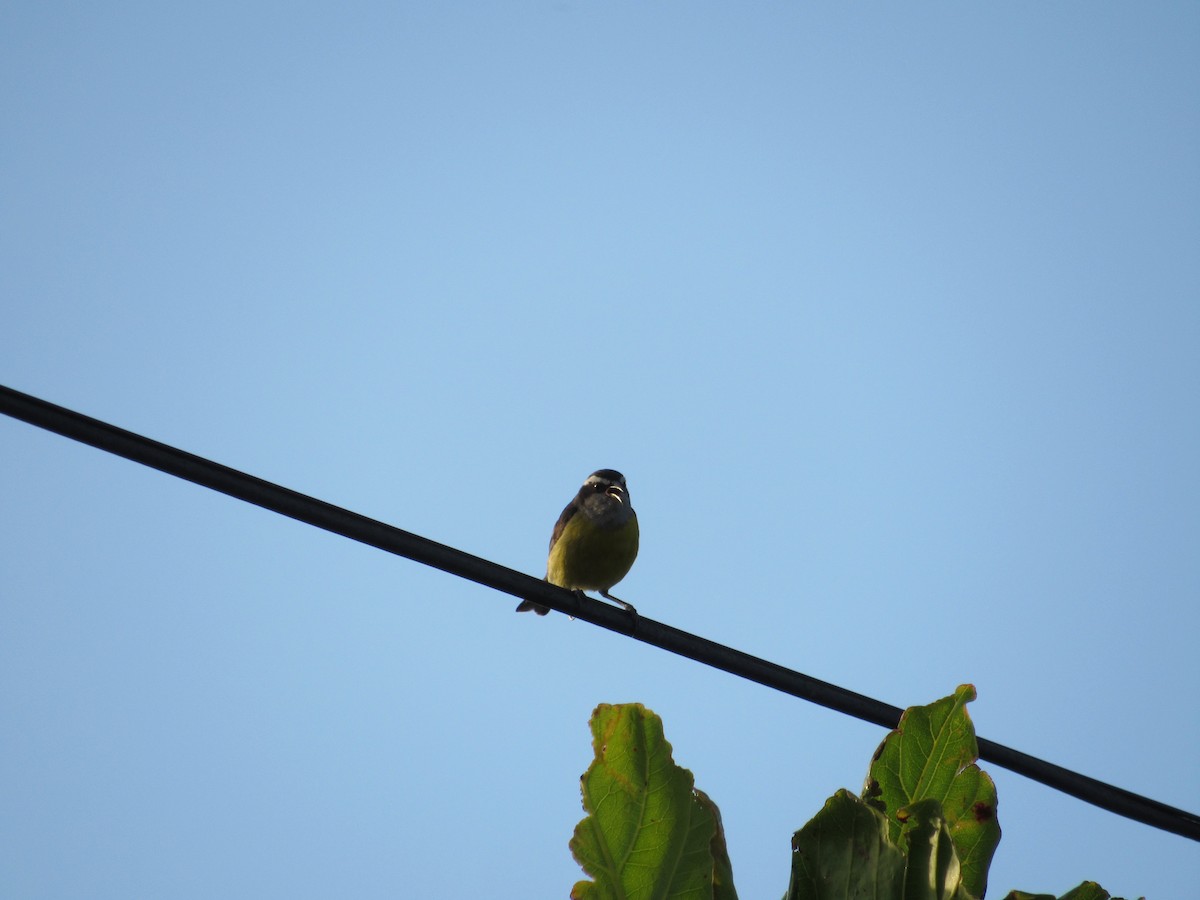 Bananaquit - ML645709989