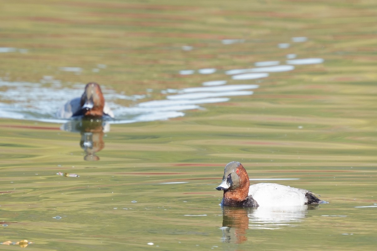 Common Pochard - ML645709994
