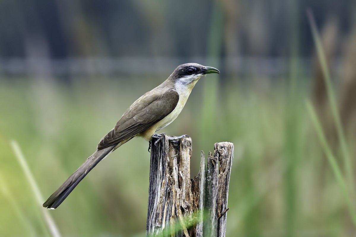 Кукліло бурий - ML645709995