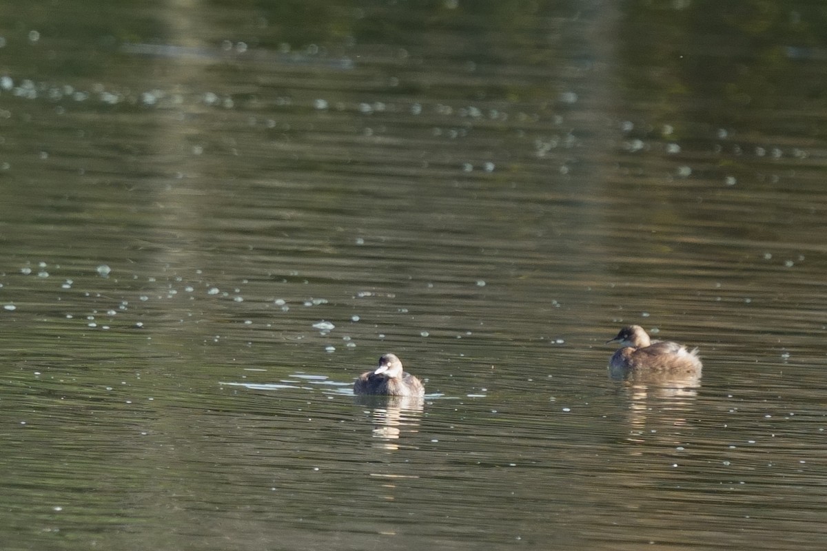 Little Grebe - ML645709996